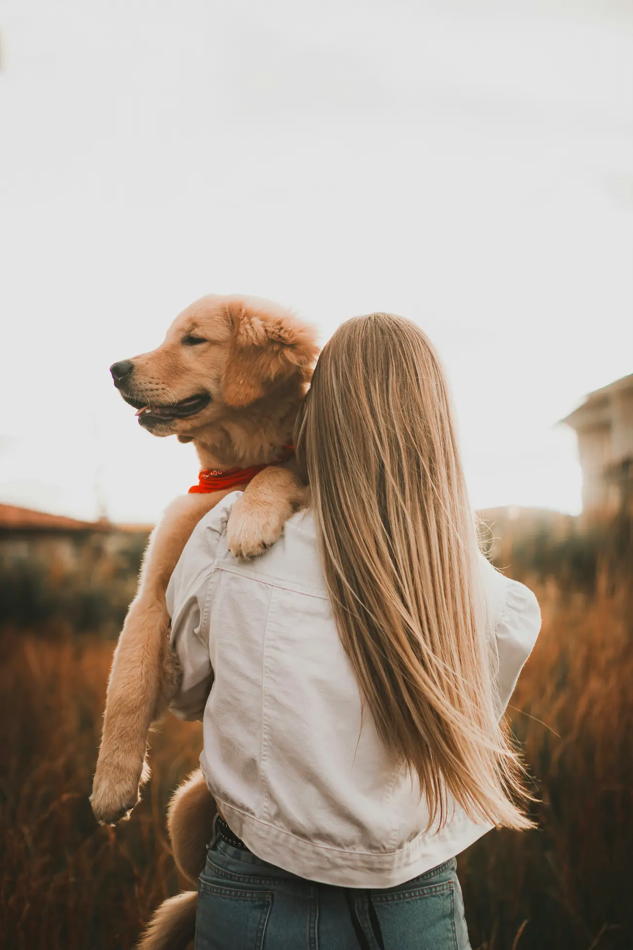 Girl holding a golden retriever puppy